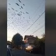 Зрелищно ВИДЕО показа отлитащите от България щъркели