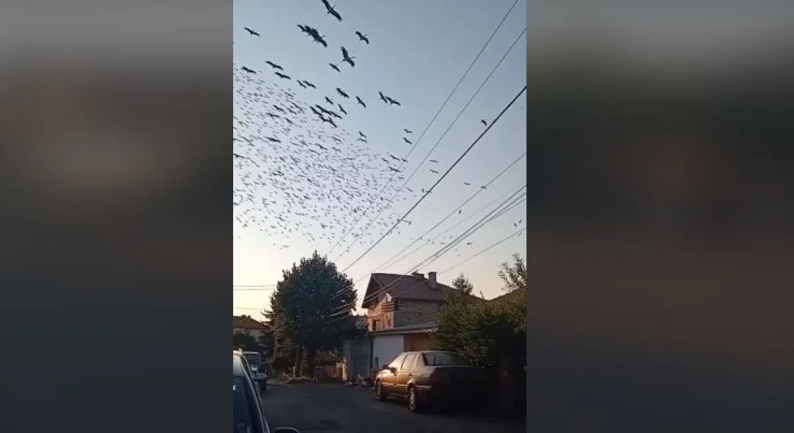 Зрелищно ВИДЕО показа отлитащите от България щъркели