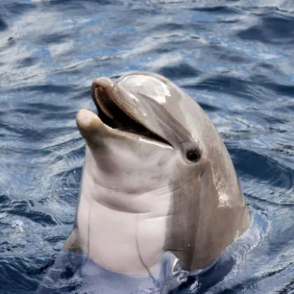 Откриха мъртъв делфин на брега на плажа край село Шкорпиловци Тялото