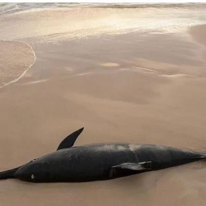 Мъртви делфини бяха открити на плажа в Шкорпиловци юг съобщават плажуващи