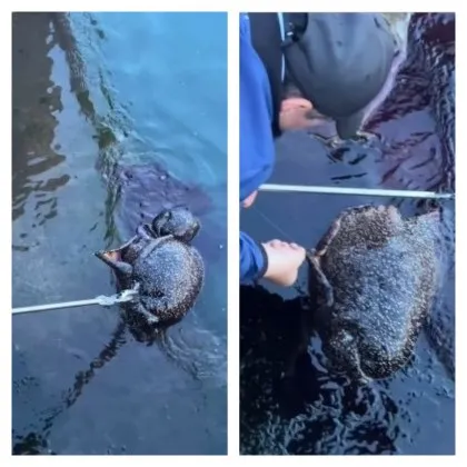 Необичаен улов изуми рибарите в Южна Корея Гигантски морски охлюв