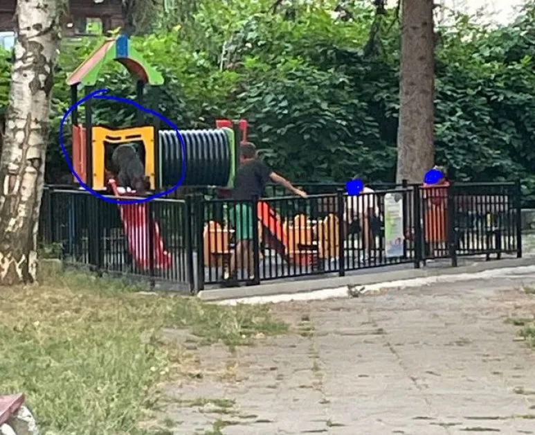 "И утре сме там": Качиха огромно куче на детска пързалка СНИМКИ