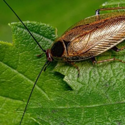 Десетки хора сигнализираха в социалните мрежи за летящи хлебарки Те