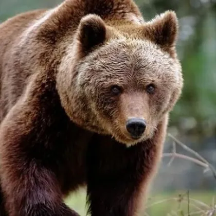 Мечка бе била забелязана в парк намиращ се в близост