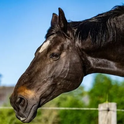 71 годишен мъж е в кома и с опасност за живота