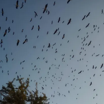 Над 1400 щъркела от Унгария Германия и Хърватия пренощуваха в