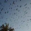 Щъркели създадоха невиждан природен спектакъл в Тополовград