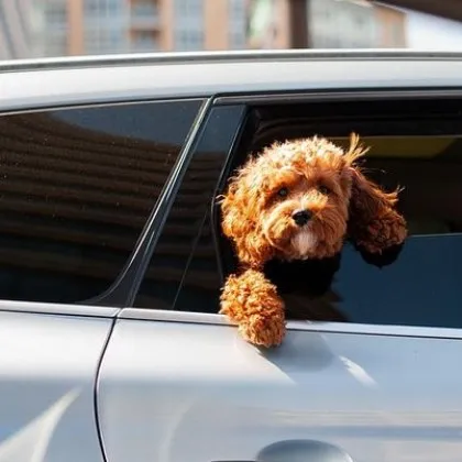 60 годишна българска гражданка е била задържана от гръцката полиция в