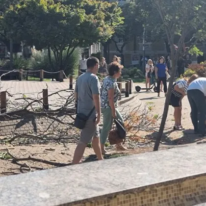 Изсъхнал клон на дърво падна върху дете в центъра на