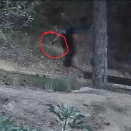 Пиян и въоръжен мъж нахлу в дома на Ирена Везенкова управителката