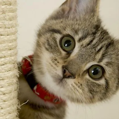 Пламена Запрянова разказа във Facebook за инцидент с малко котенце