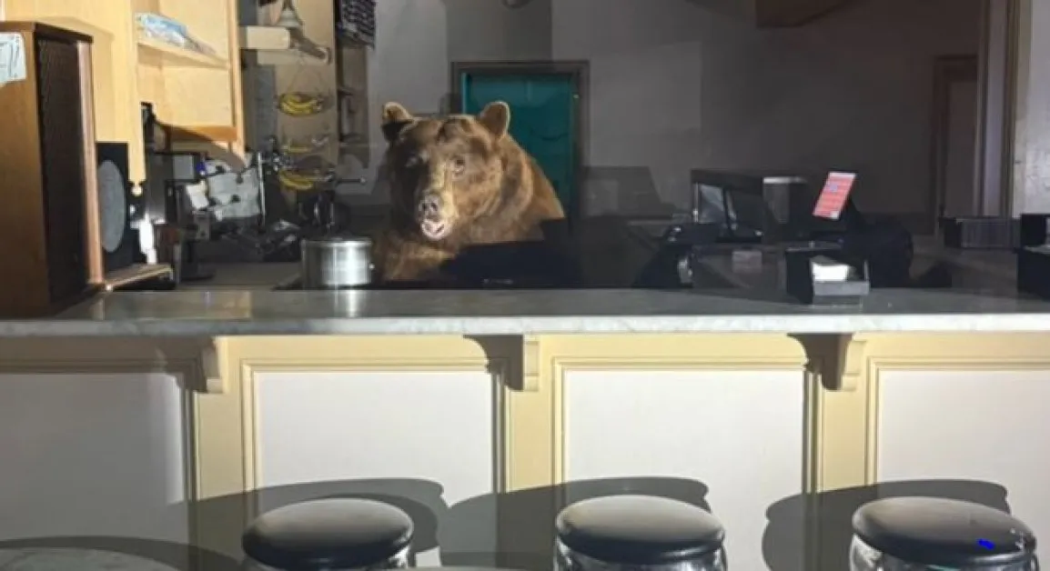 Мечка нахлу в сладкарница, нападна сладоледа ВИДЕО