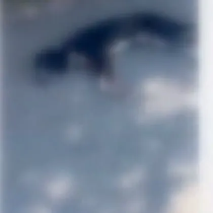 Поредна жестокост спрямо куче Този път сигналът е от Лесидрен