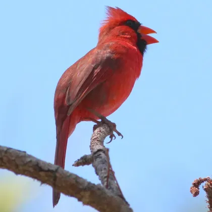 Светлинното замърсяване кара птиците да работят извънредно Поведенчески анализ на близо