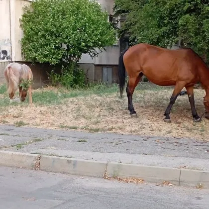 Коне които свободно обикалят в жилищните райони на столицата изглеждат