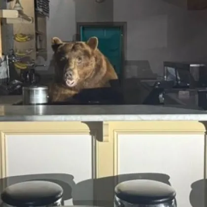 Мече работи нощна смяна в сладкарница за сладолед в Саут