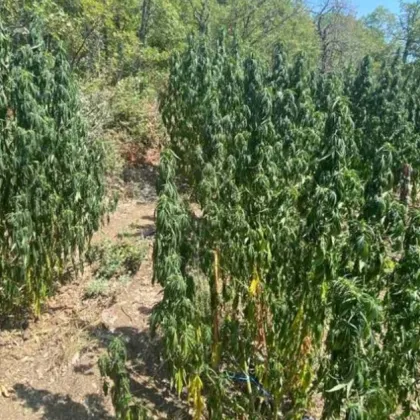 Само за ден при съвместна акция на криминалисти от ОДМВР Благоевград