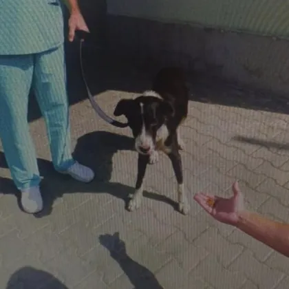 Добра новина за кученцето от Лесидрен което стана жертва на жестоко насилие