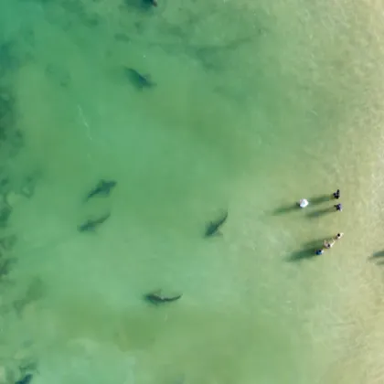 Първият документиран случай на човешка смърт от зъбите на тъмна акула е