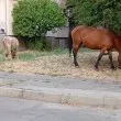 Коне обикалят из София, а ако стане (нова) катастрофа? СНИМКИ