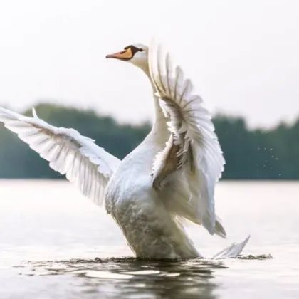 Експерти от екоинспекцията във Враца спасиха три птици от защитения