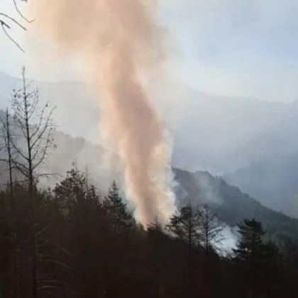 Пожар гори в борова гора в местността Негован над село