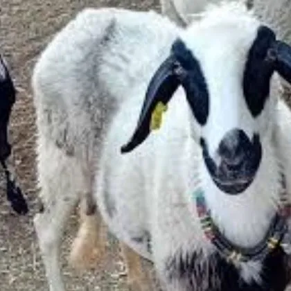 Над 70 процента от популацията на Ваклата Маришка овца на