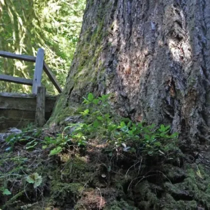 В отдалечен район на Орегон САЩ пожар унищожава едно от