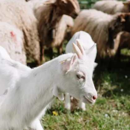 Огнище на шарка по овцете и козите е установено в животновъден обект