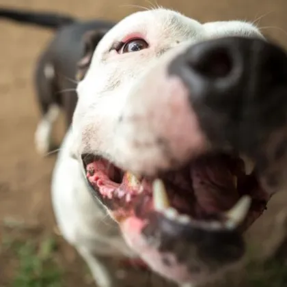 Агресивен питбул пуснат свободно да се разхожда без намордник и