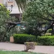 Дървото-убиец в Пловдив било фитосанитарно здраво