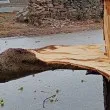 Мъж спря, за да помогне на жена с голям счупен клон във Великотърновско СНИМКА