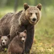 Мечка с малко мече нападна мъж край Девин