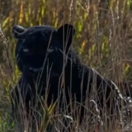 Нов сигнал за черния леопард в Северна България този път