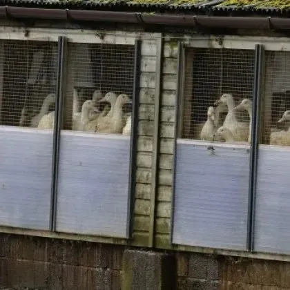 Българската агенция по безопасност на храните унищожи 28 хил патици