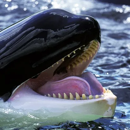 Испанските морски власти предупреждават лодките да не плават след серия