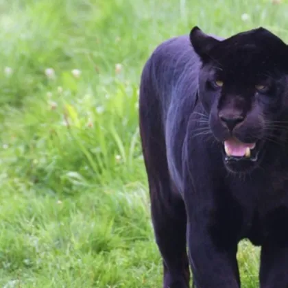 Голямата черна котка се появи в Силистренско След издирването в