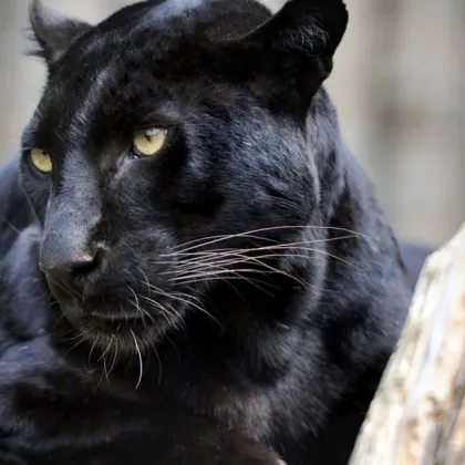 На 25 август беше подаден сигнал че е забелязан леопард