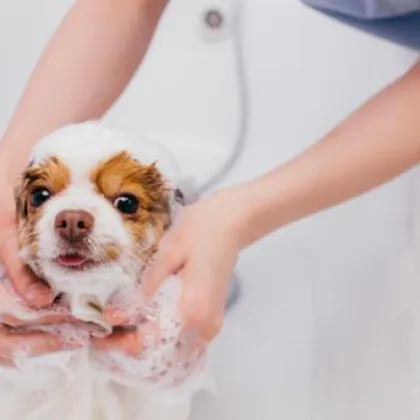 Италианските власти обвиниха 57 годишен мъж за малтретиране на животни след