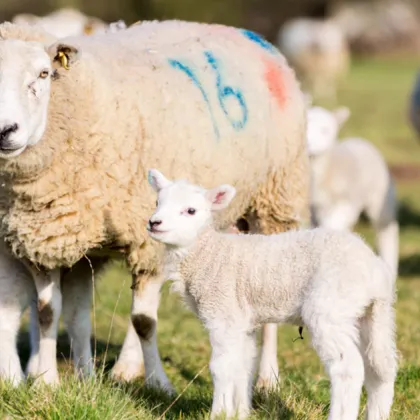 Искаме мнението на целия животновъден бранш за прилагането на ваксинация