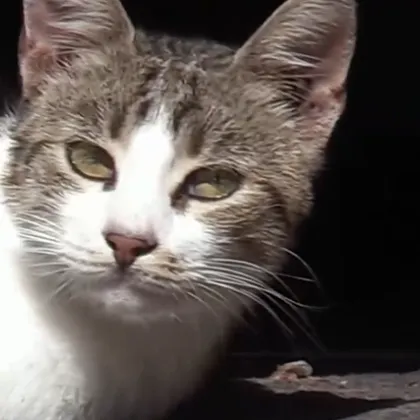 Бургаската полиция издирва мъж който е прострелял десетки котки и