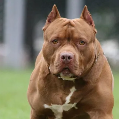 Сериозен инцидент с домашни любимци е станал на 27 август