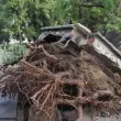 Десетки изкоренени дървета и повредени автомобили след бурята в Кюстендил