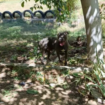 Неприятен инцидент с агресивно куче е разтърсил междублоковото пространство на