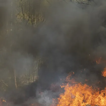 Пожар избухна в района на Гребната база в Пловдив Според