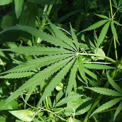 Под ръководството на Окръжна прокуратура – Благоевград се водят действия