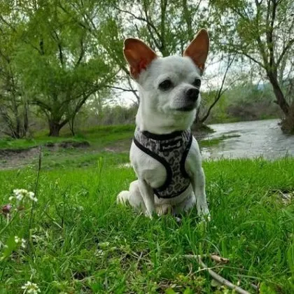 Пореден случай на разхвърляна отрова по улиците на нашия град