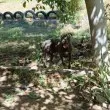 Питбул се нахвърли на кученце, издирват стопанина му СНИМКИ
