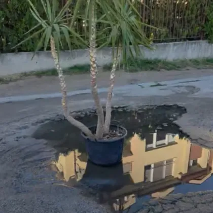 Жителите на столичния квартал Драгалевци станаха свидетели на необичайна гледка