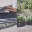 Откриха канабис в двор в Пазардшишко, иззеха и цял арсенал СНИМКИ